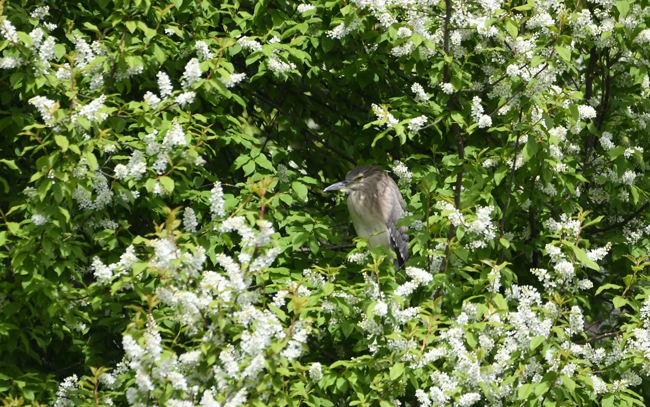 DSC_8109.jpg