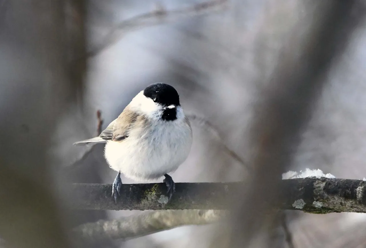 DSC_9595.jpg