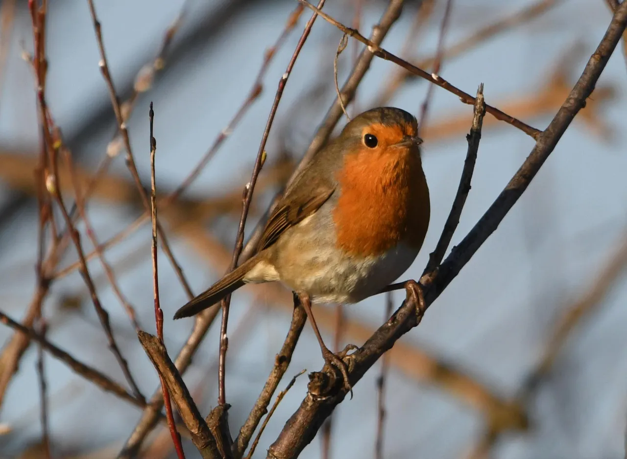 DSC_6738.jpg