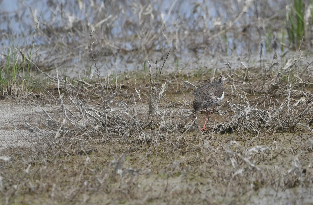 DSC_4030.jpg