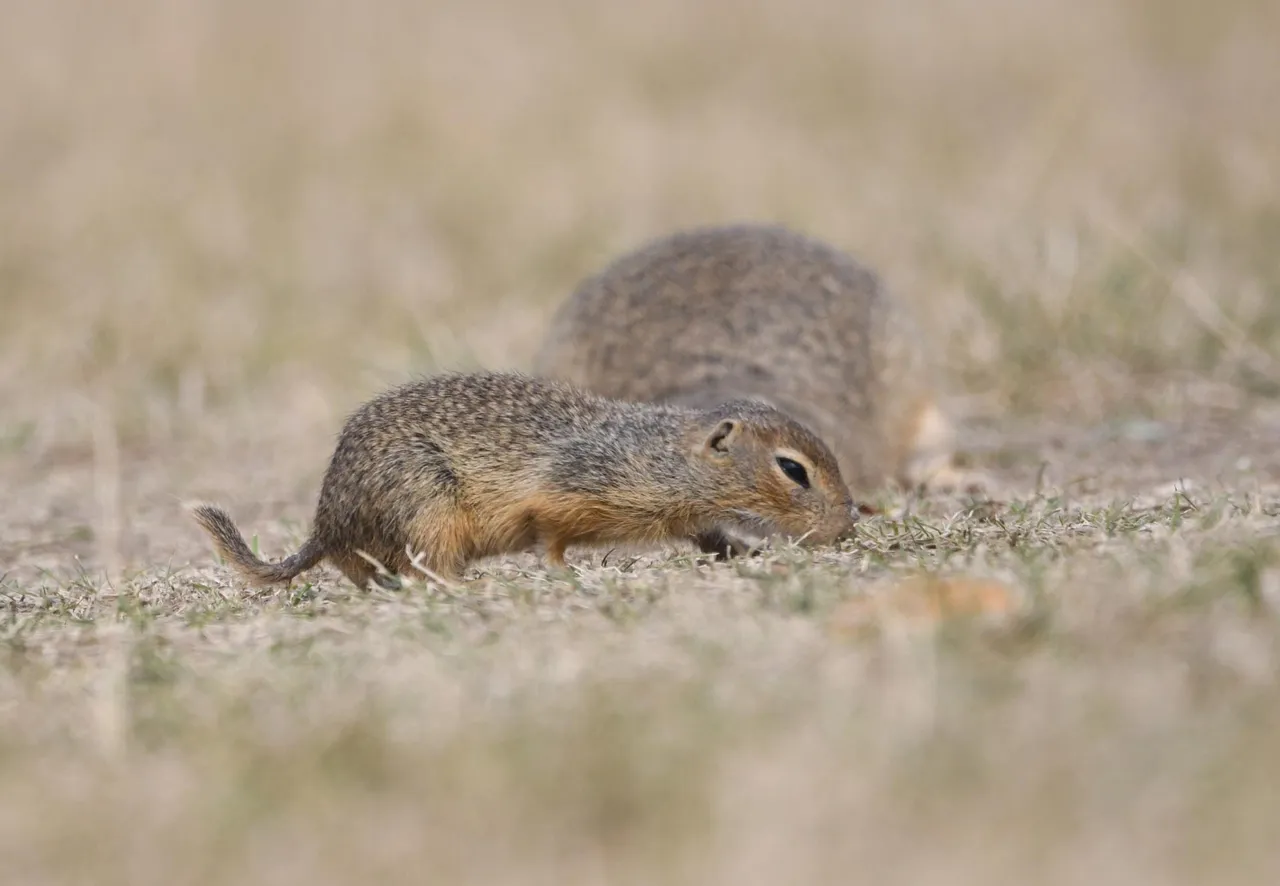 DSC_6502.jpg