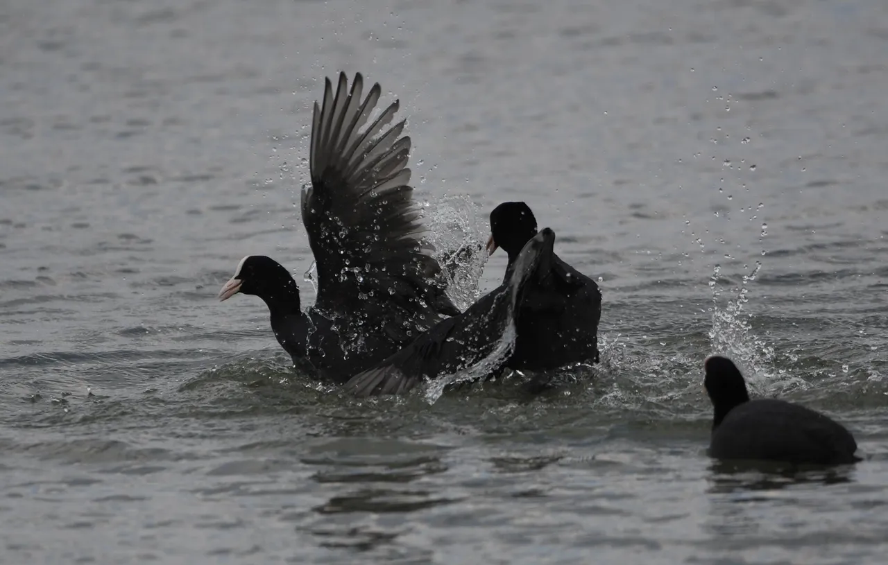 DSC_6865.jpg