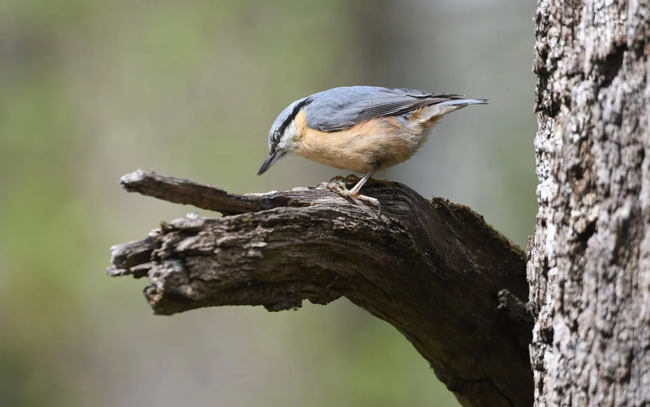 DSC_7948.JPG