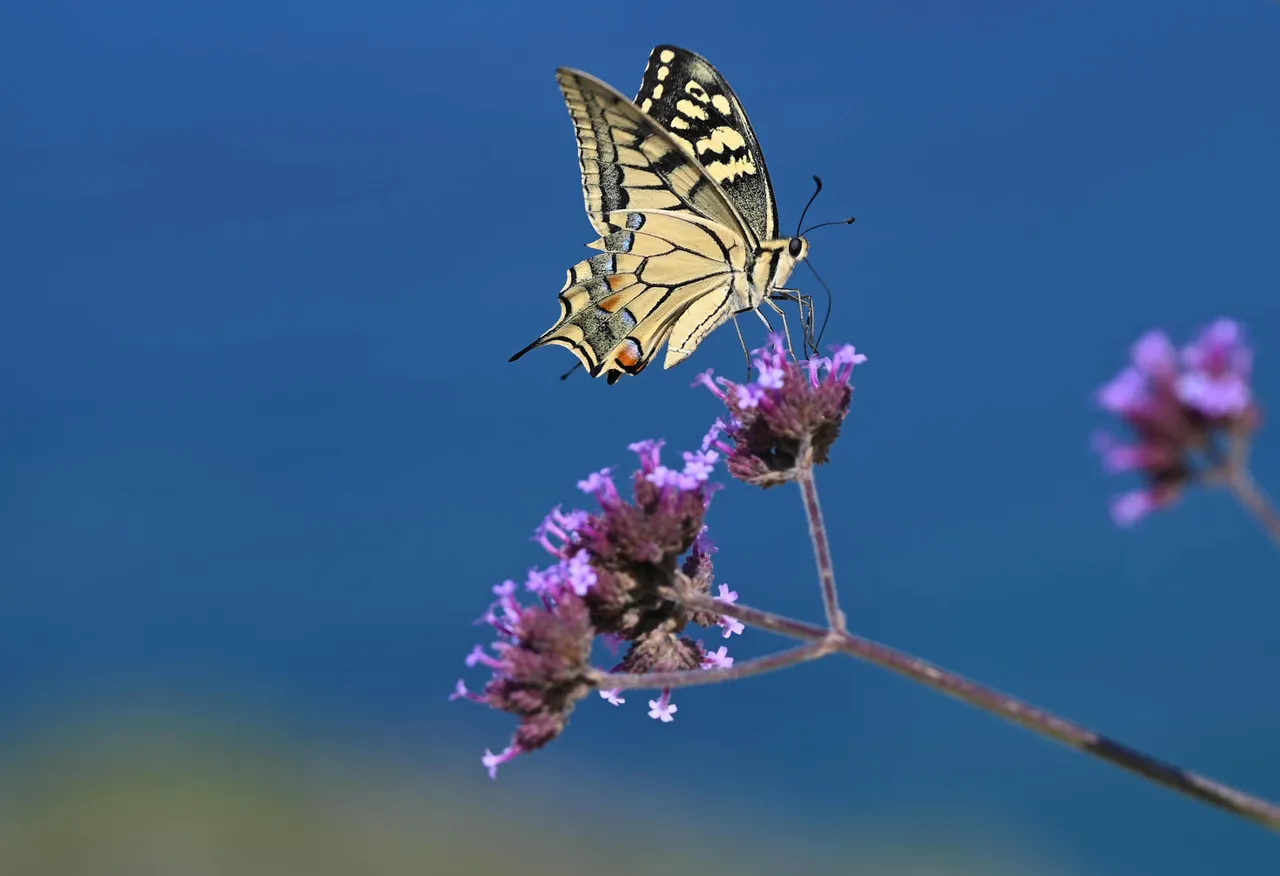Z62_7582.jpg