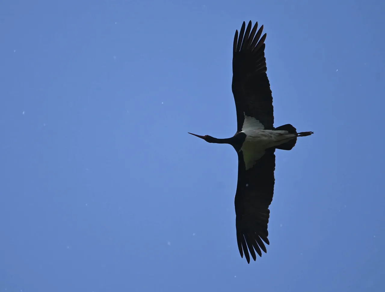 Z62_9659.jpg
