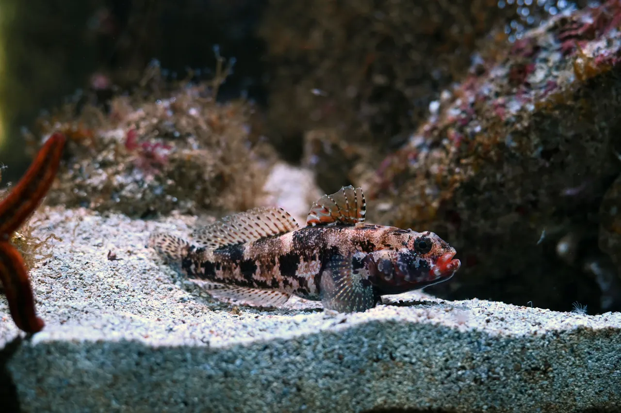 Z62_2074.jpg