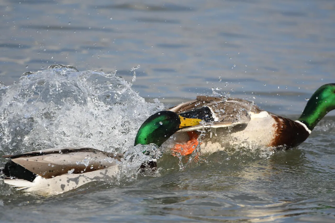 DSC_6854.jpg