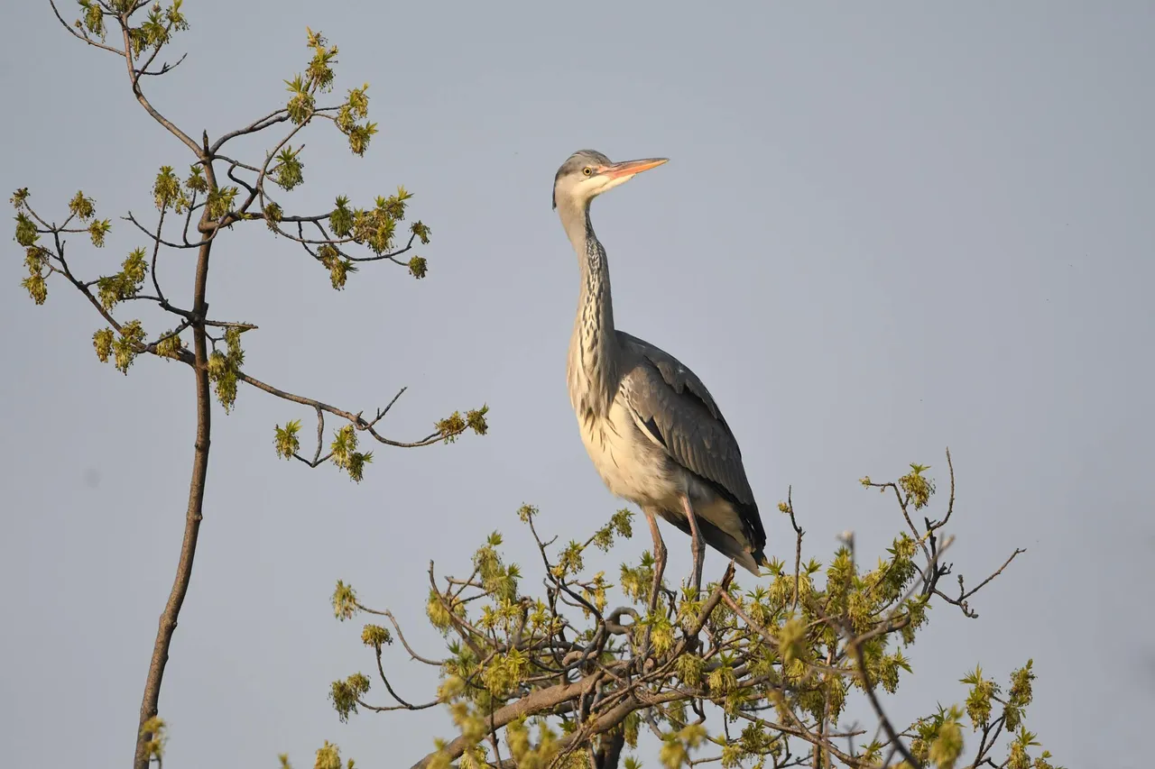 DSC_3235.jpg