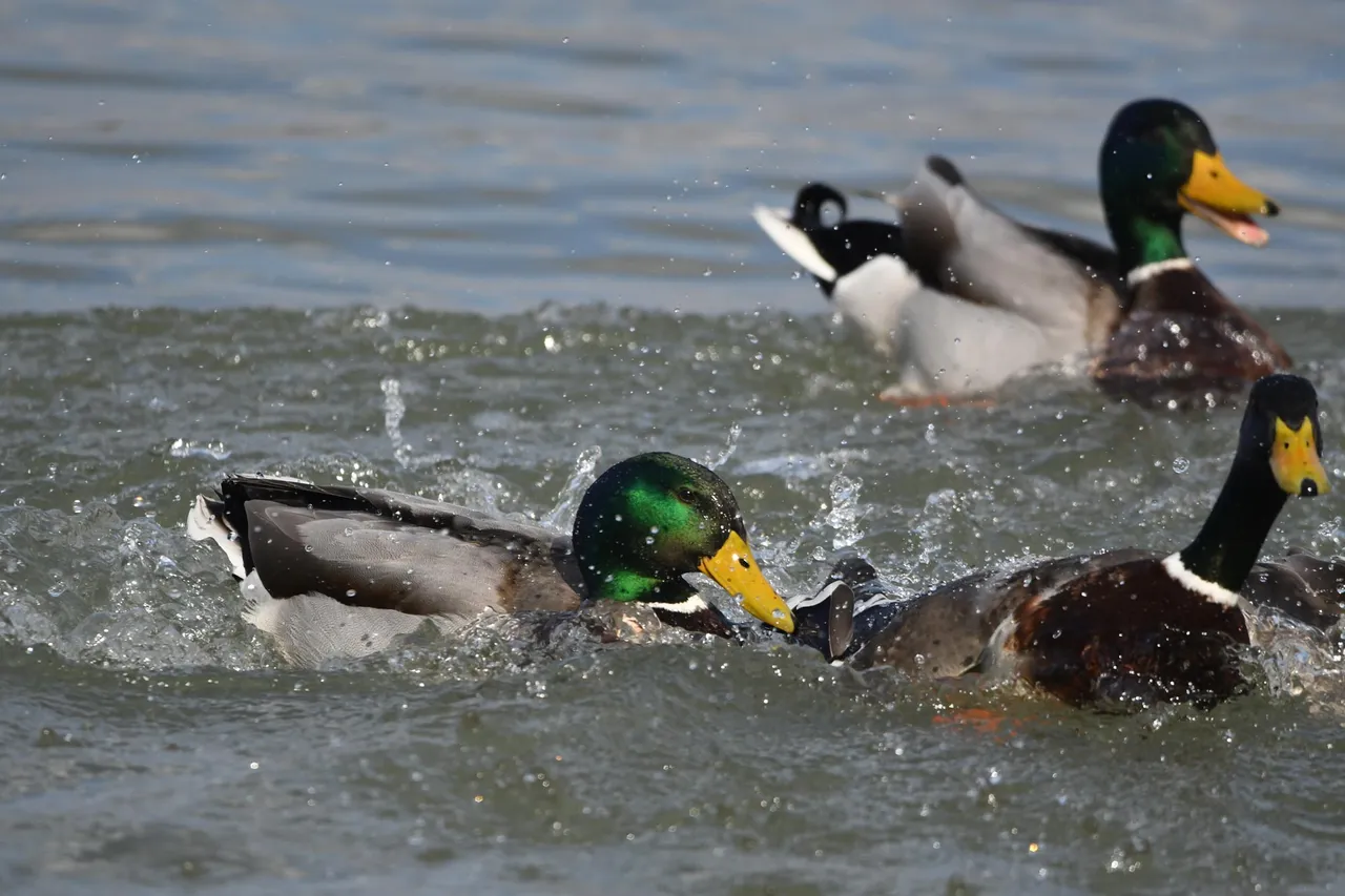 DSC_6856.jpg