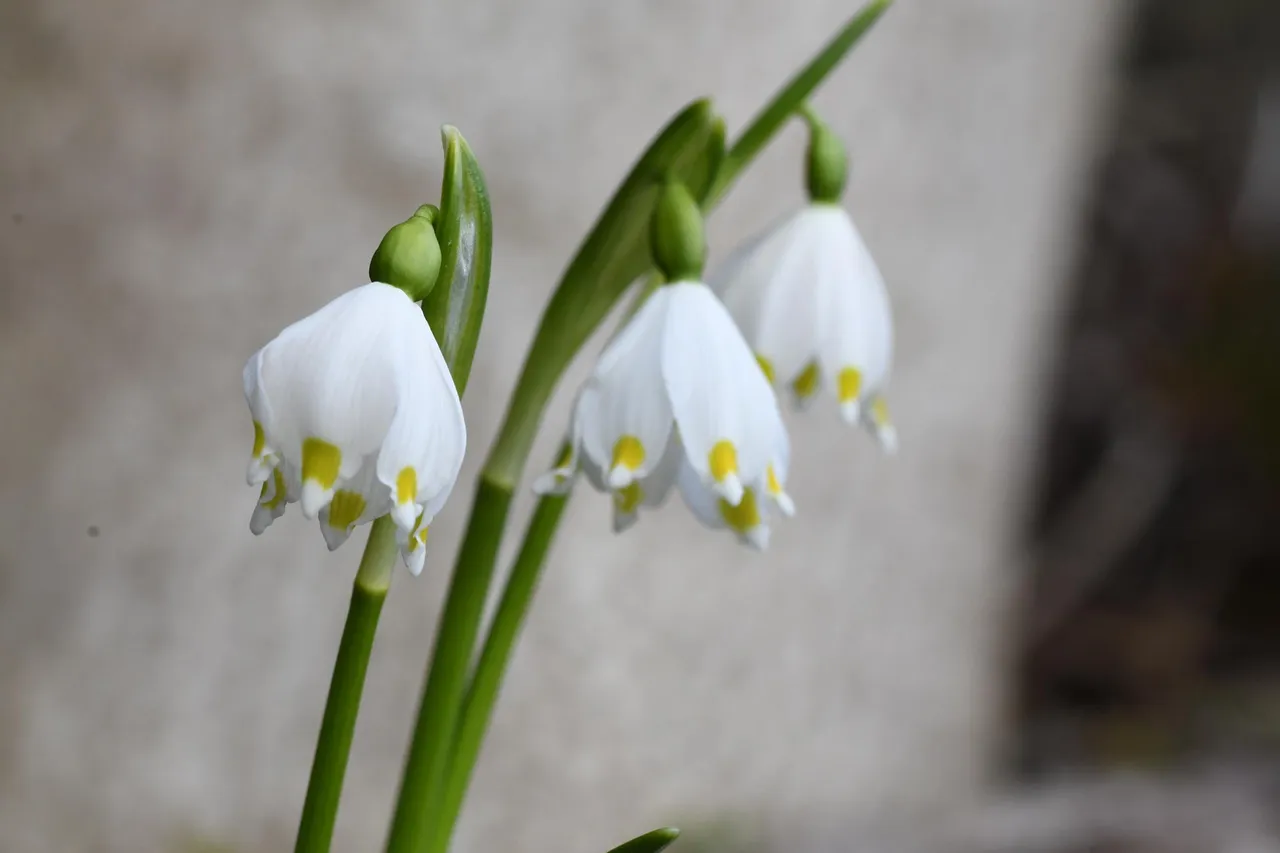 DSC_2027.jpg