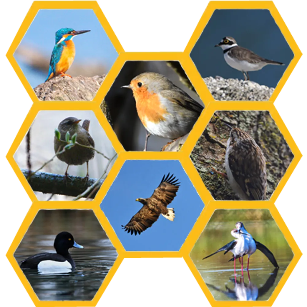Hive_honeycomb_Bird_Photography.png