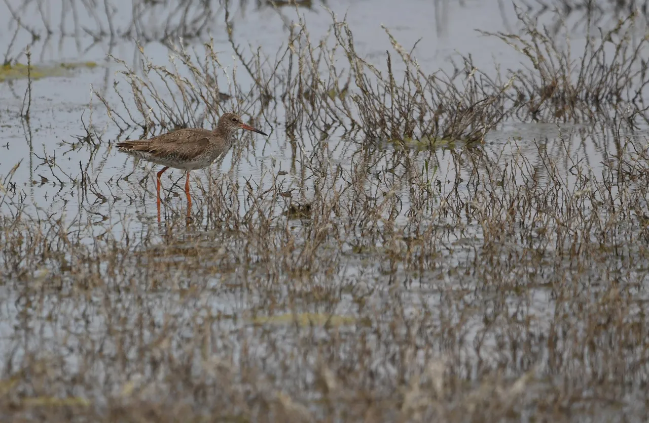 DSC_4047.jpg