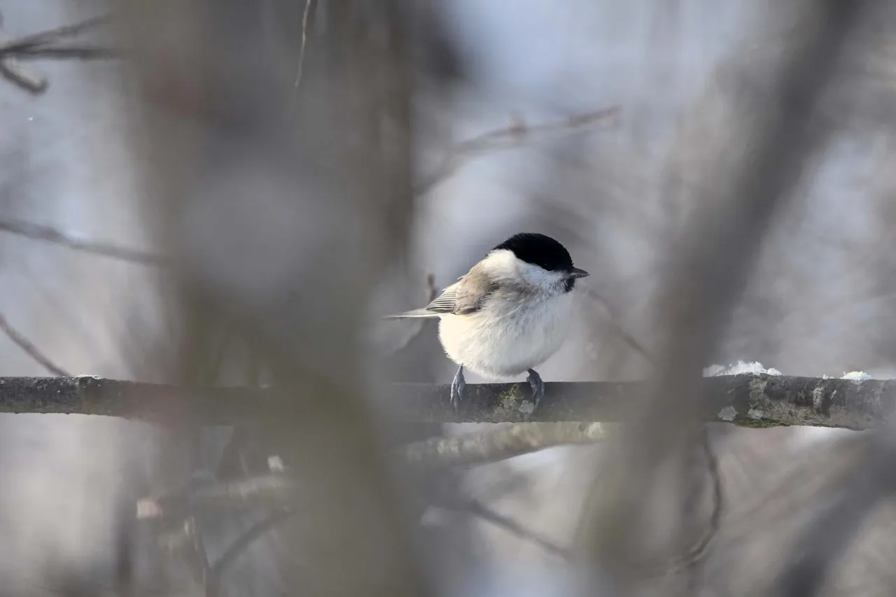 DSC_9593.jpg