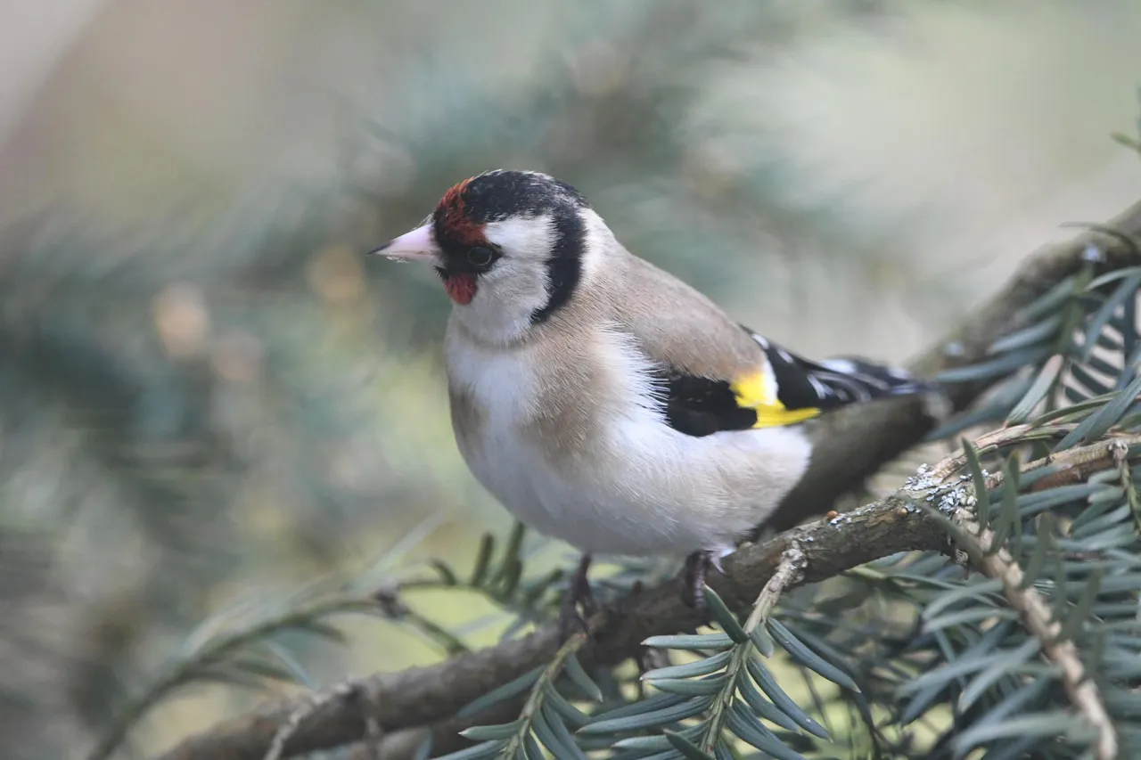 DSC_6603.jpg