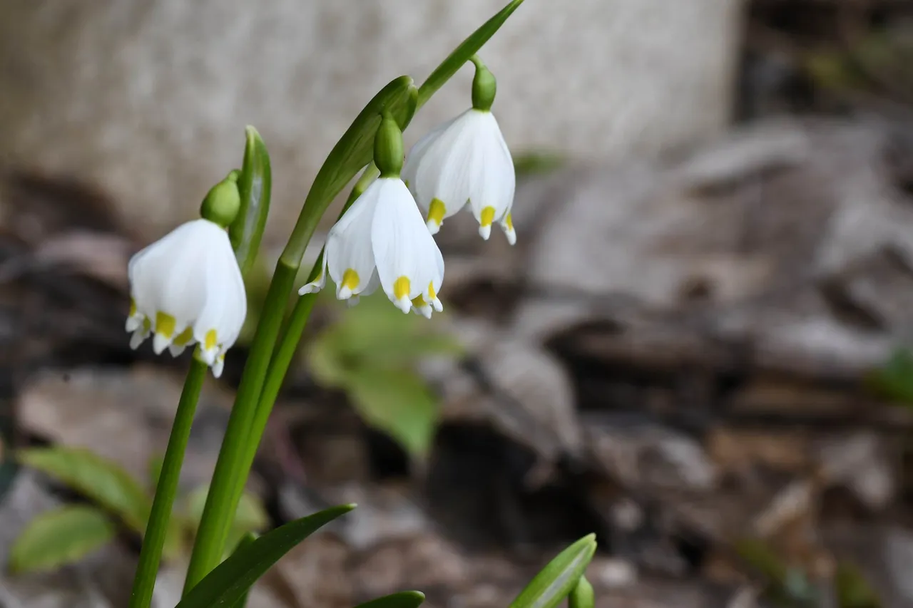DSC_2324.JPG