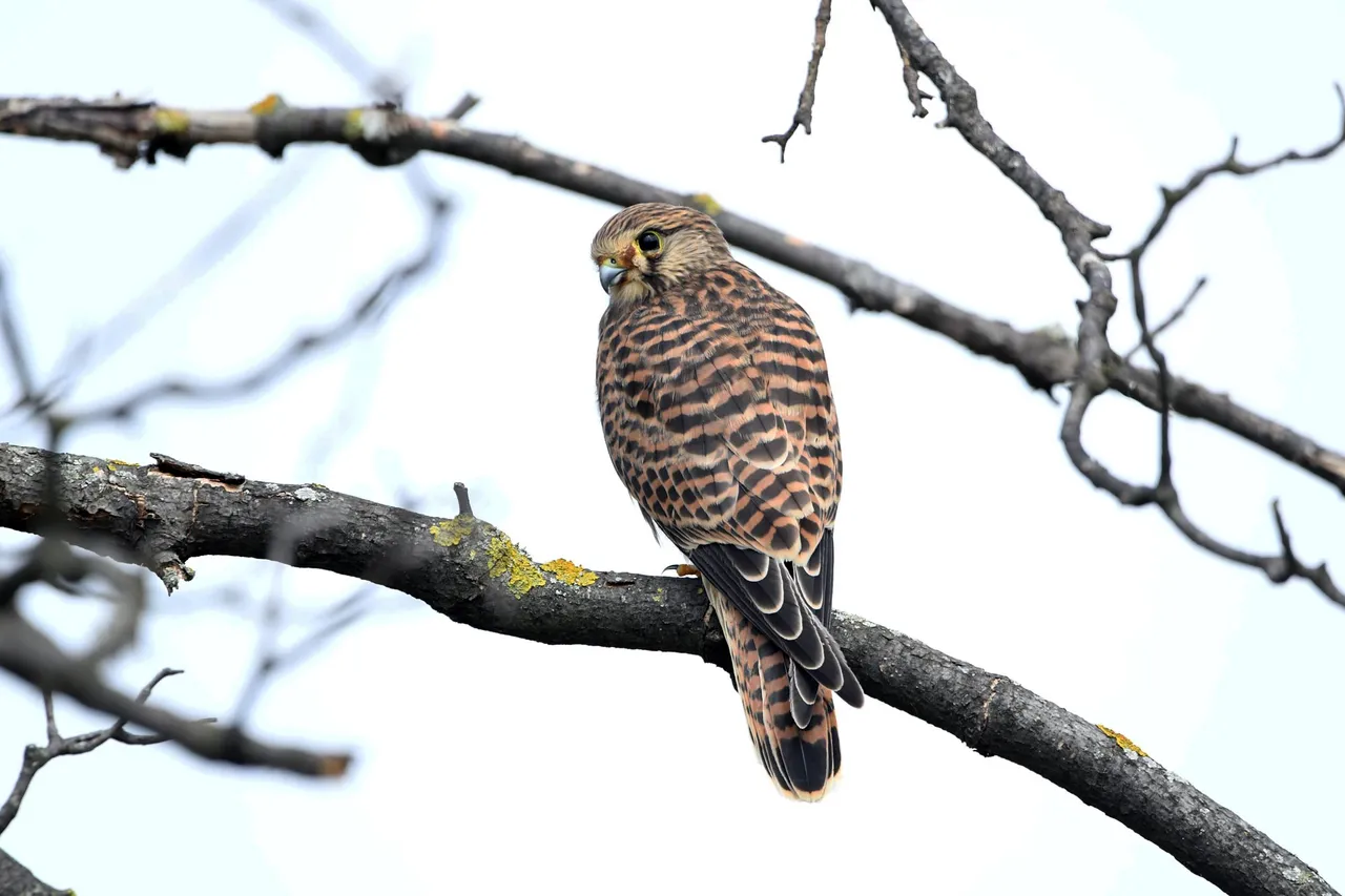 DSC_5919.jpg