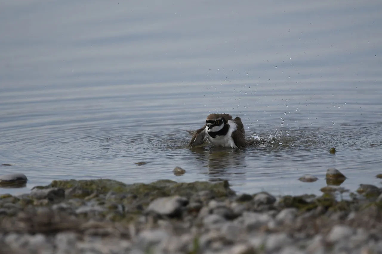 DSC_8874.JPG