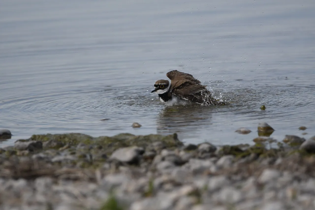 DSC_8888.JPG
