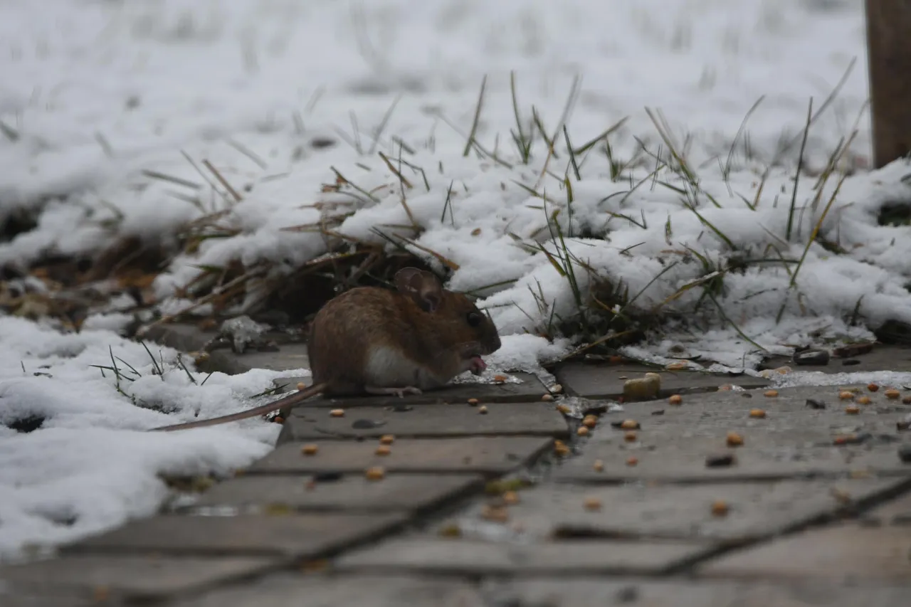 DSC_3635.jpg