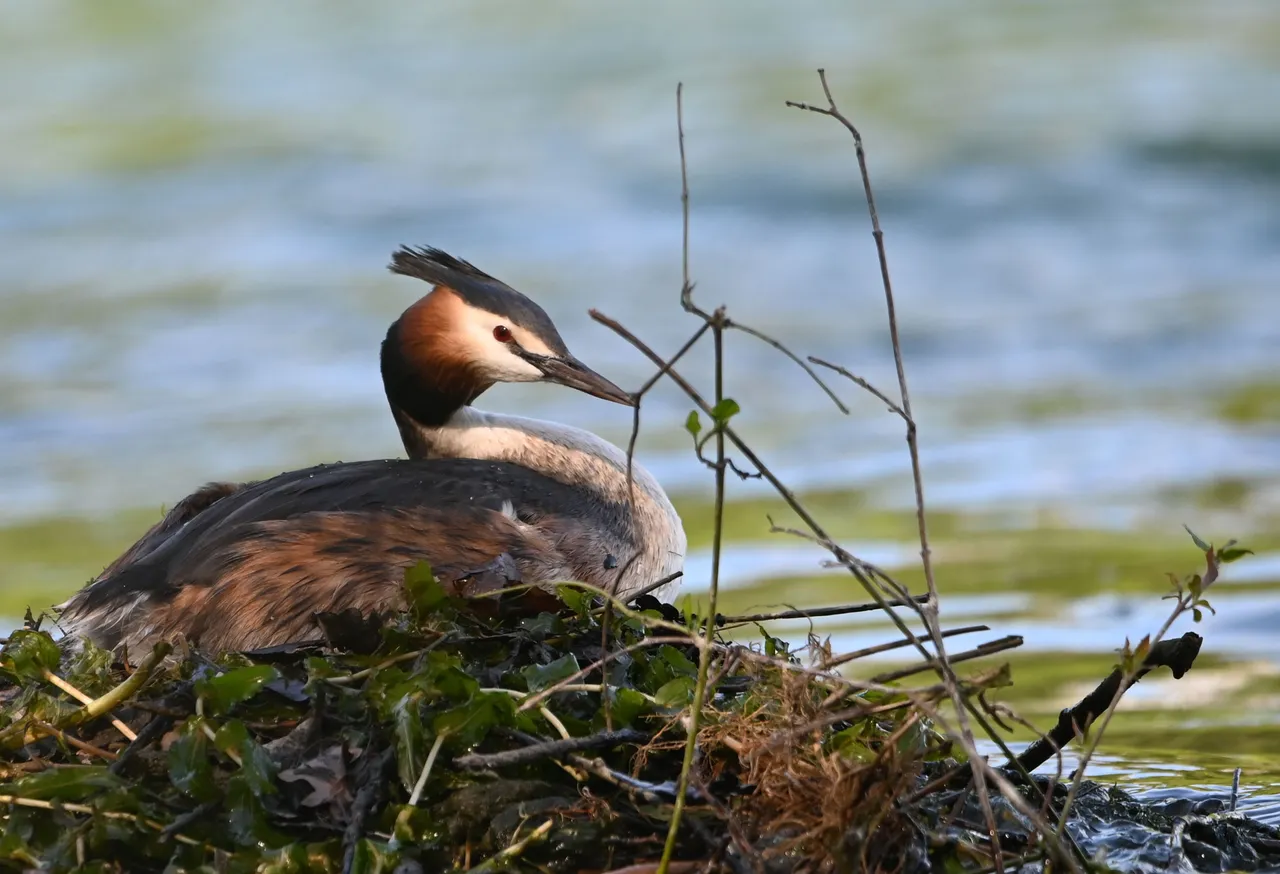 Z62_3174.JPG