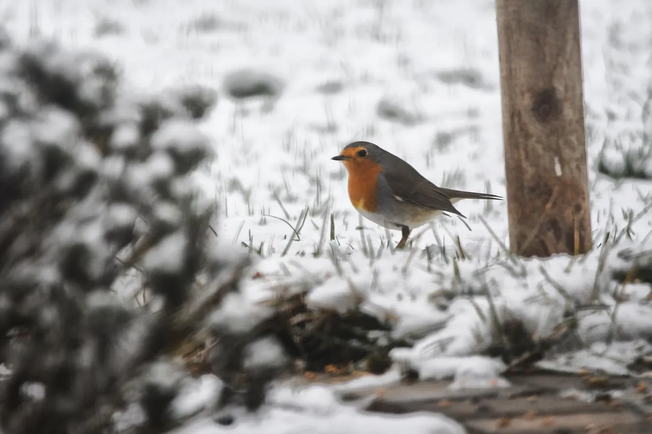 DSC_3513.jpg