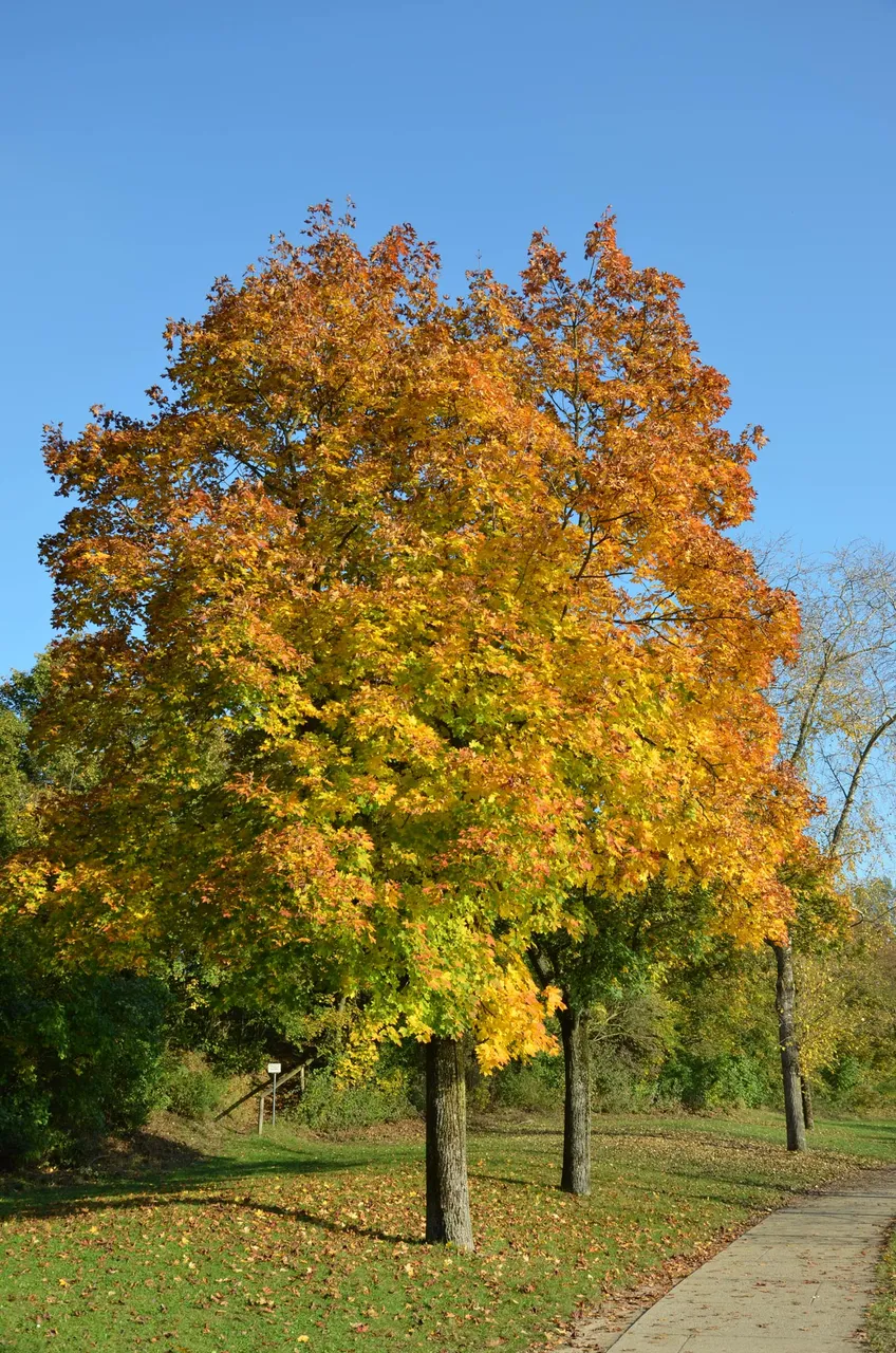 DSC_0137.JPG