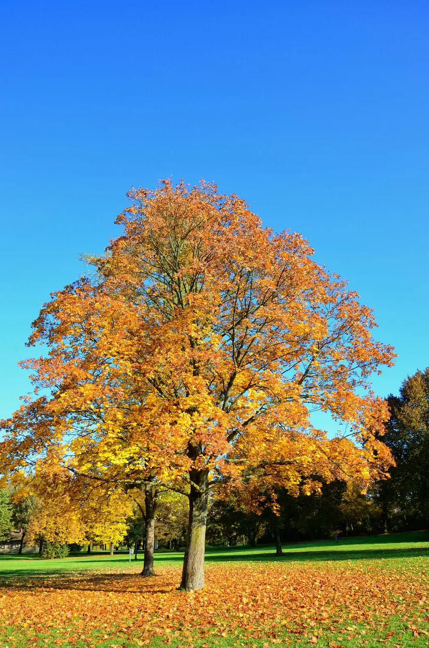 DSC_0072.JPG