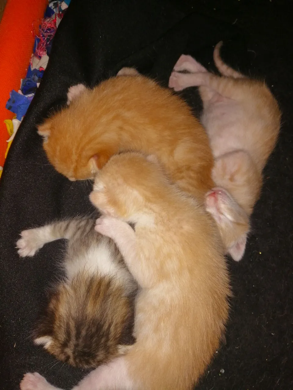 ' (14).jpg