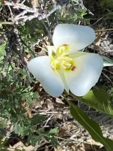 White Flower.jpg