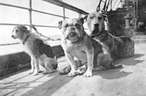 Dogs_onboard_the_Titanic.jpg