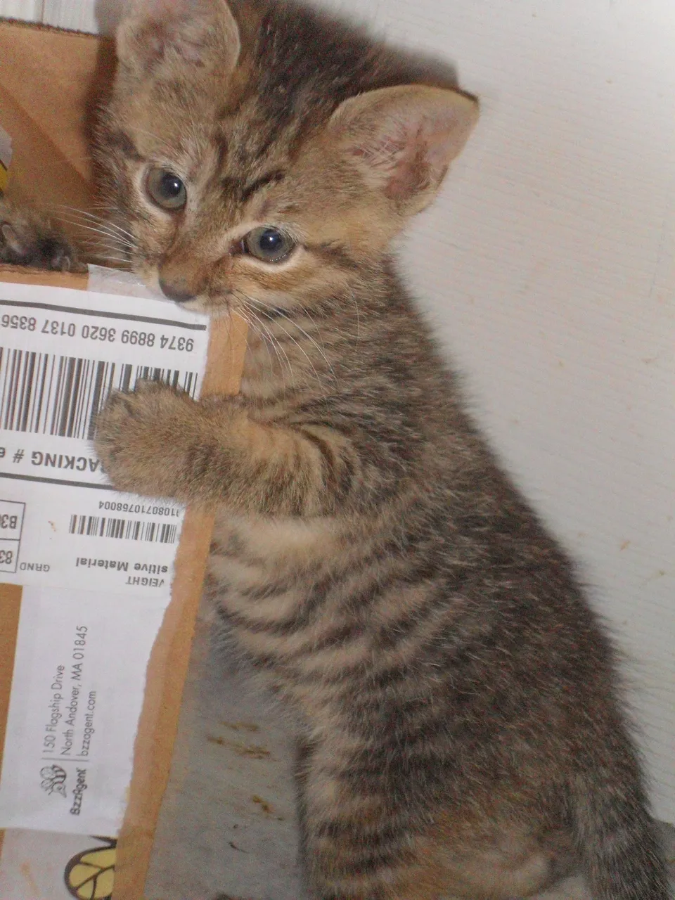 baby Topaz1.JPG