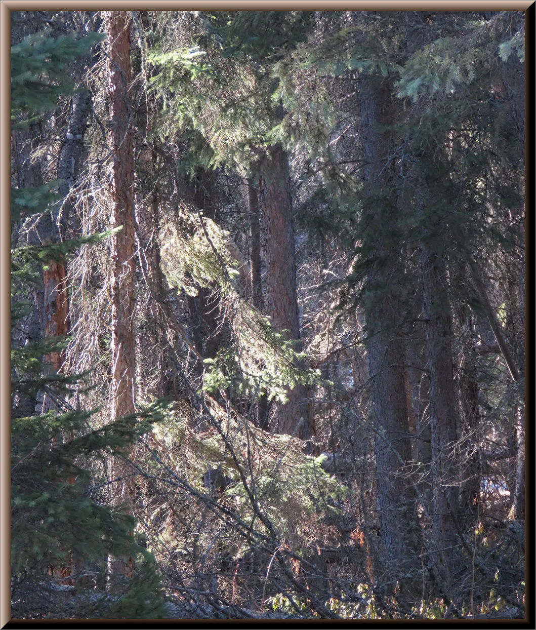 rays of sunlight highlight a spruce among a group of spruce.JPG