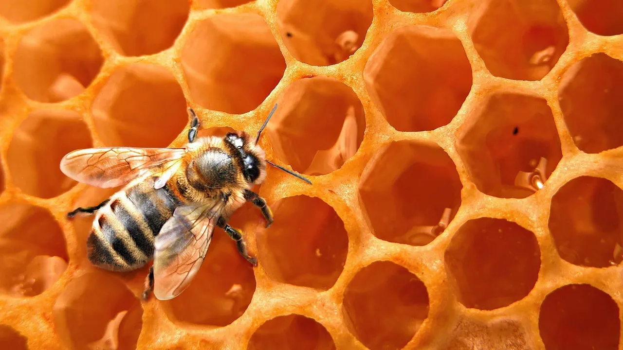 honey-bee-pictures-p6scoumv6n7z0k2n.jpg