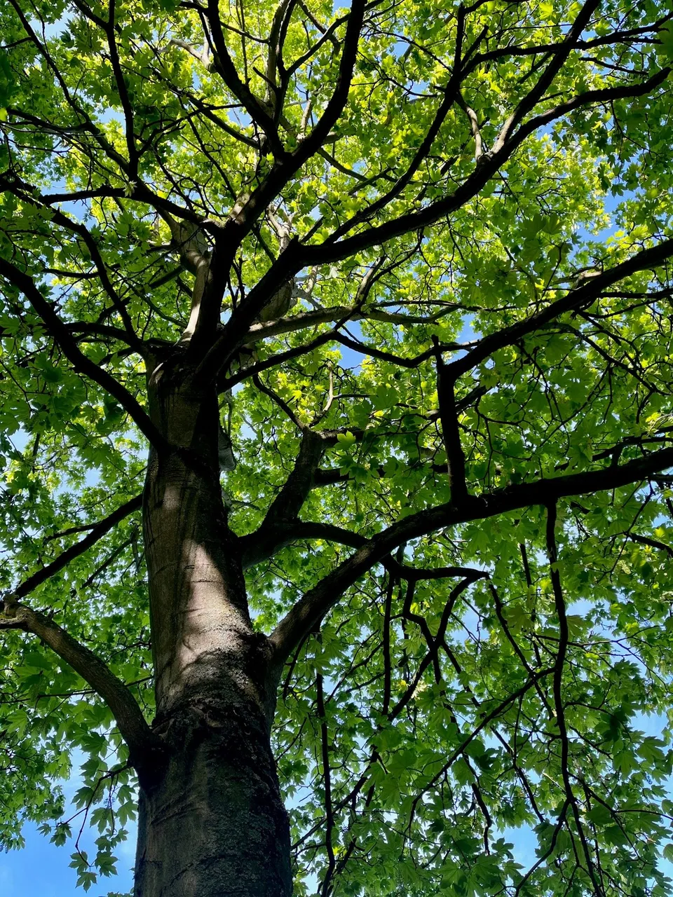 Tree.jpg