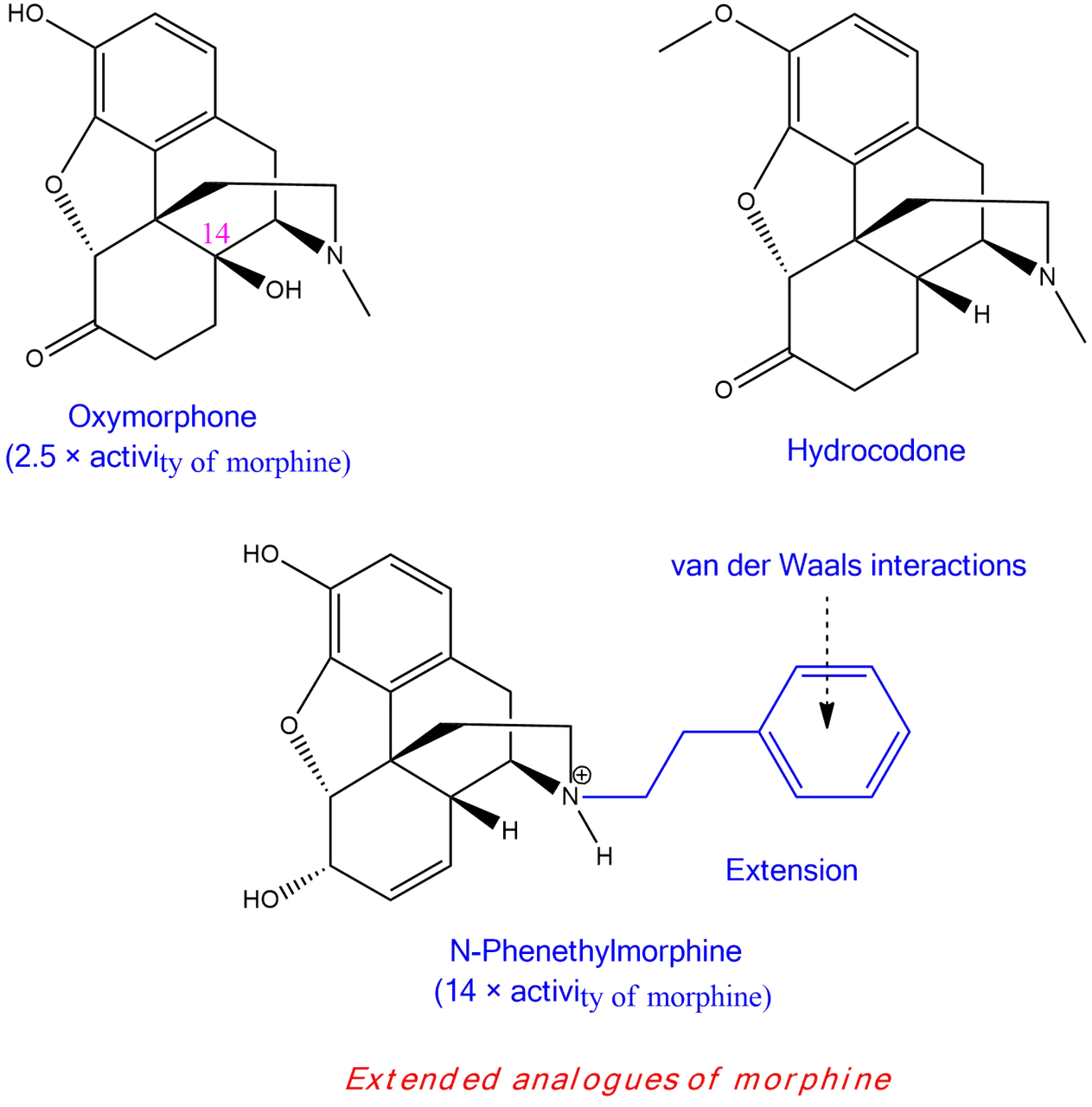 Morphione 1.png