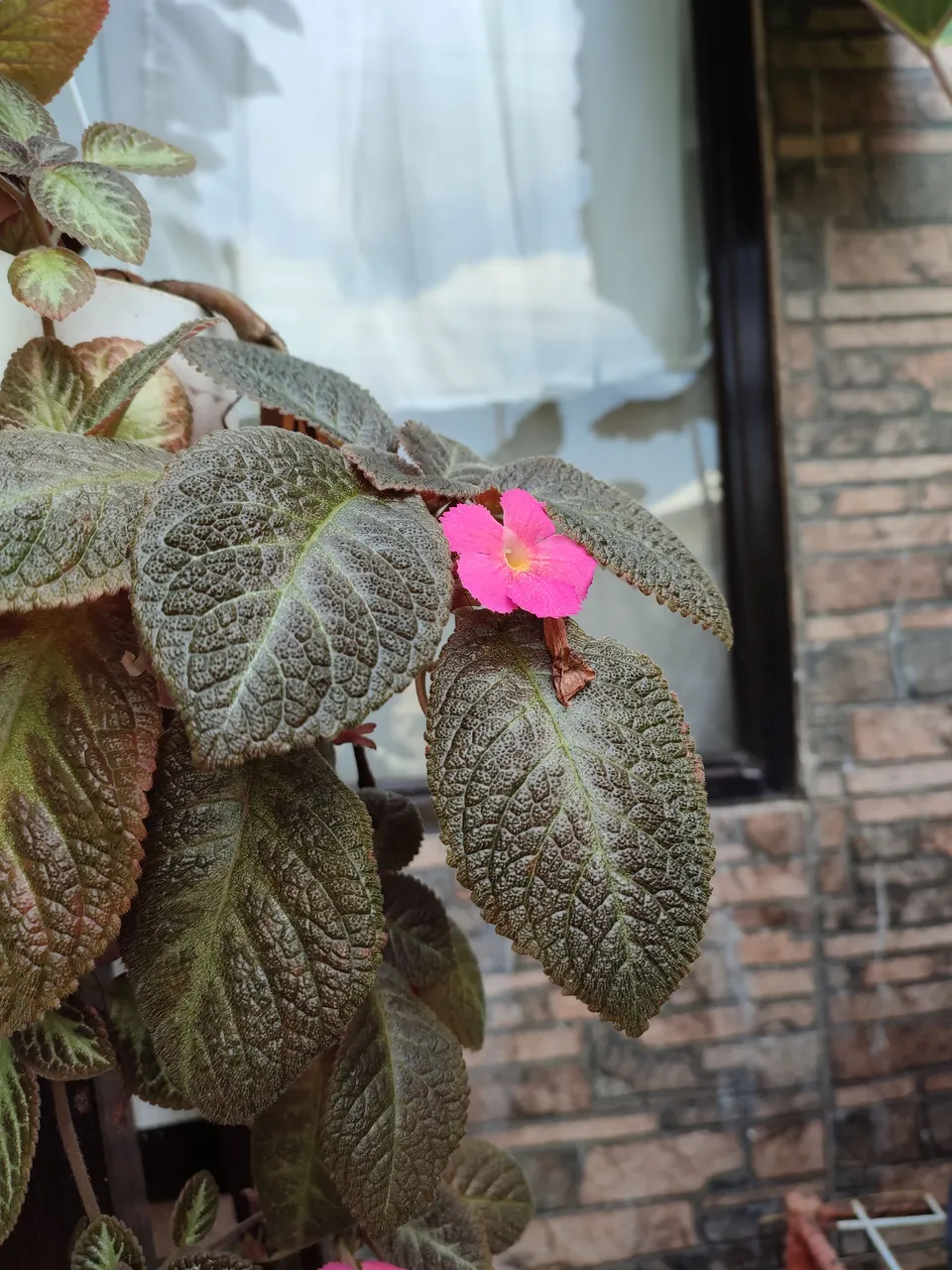 IMG_20210617_114027.jpg