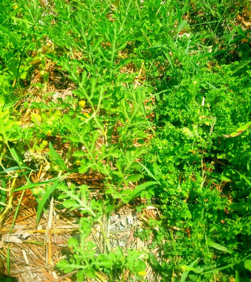 IMG_20231006_234354_872.jpg