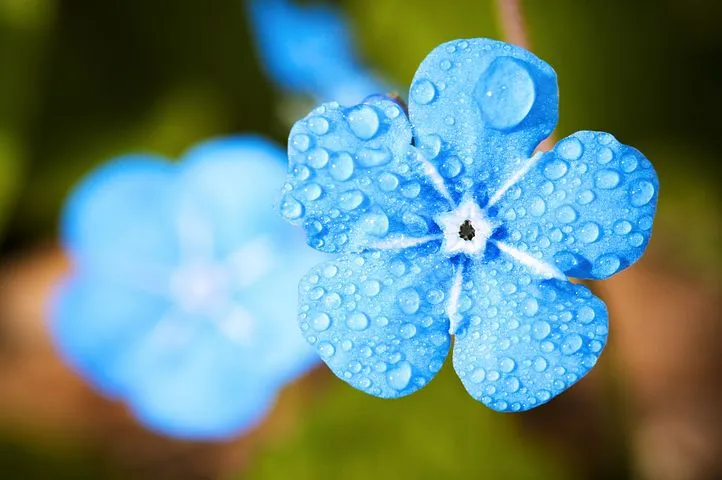 blue-flower-2197679__480.jpg