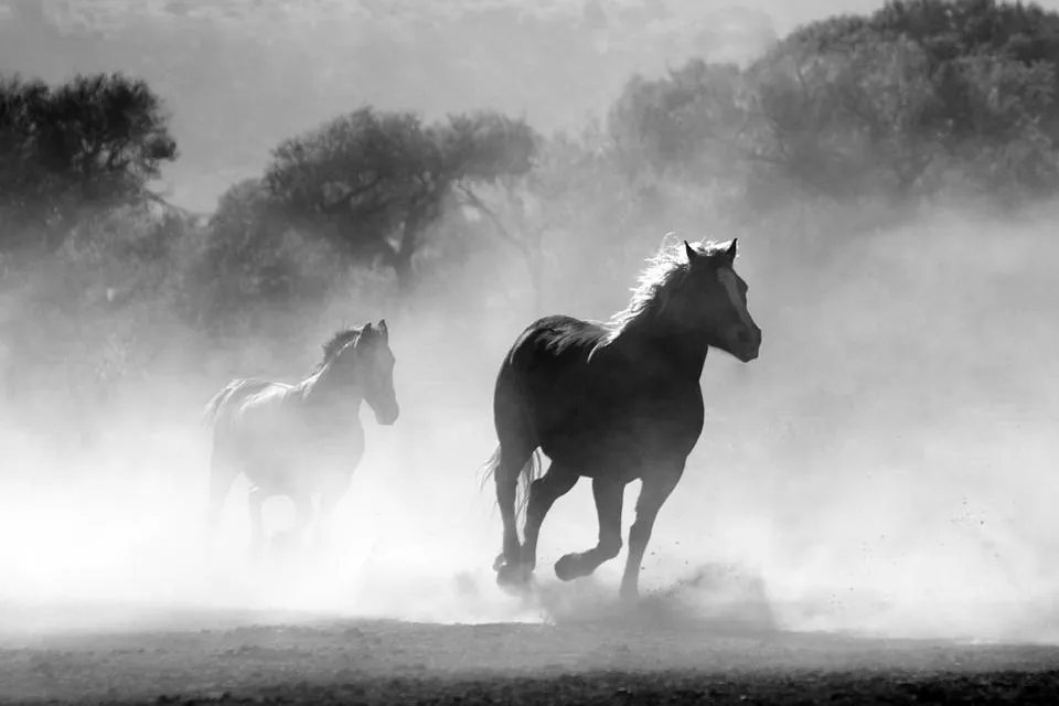 horses-430441_960_720.jpg