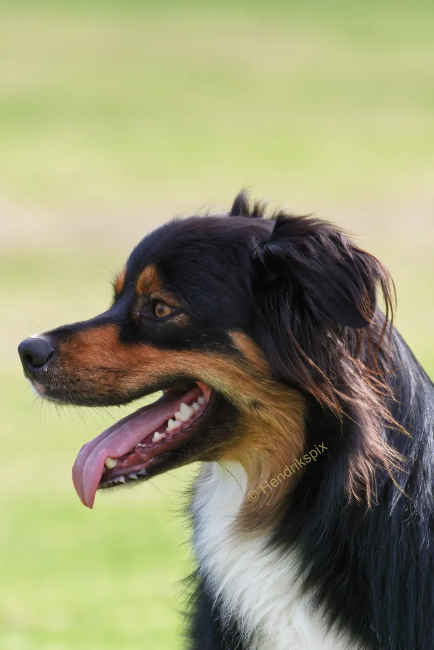 20200713 Bernese Mountain Dog 2 HS Social.jpg