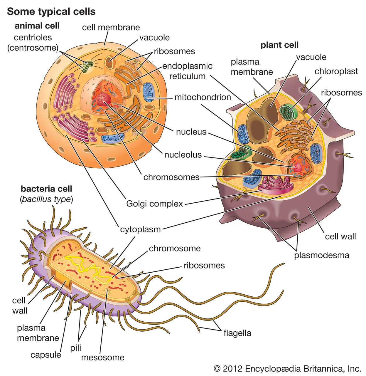 cells-animal-plant-ways-nucleus-difference-organelles.jpg