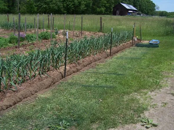 Big garden - new fence1 crop June 2017.jpg