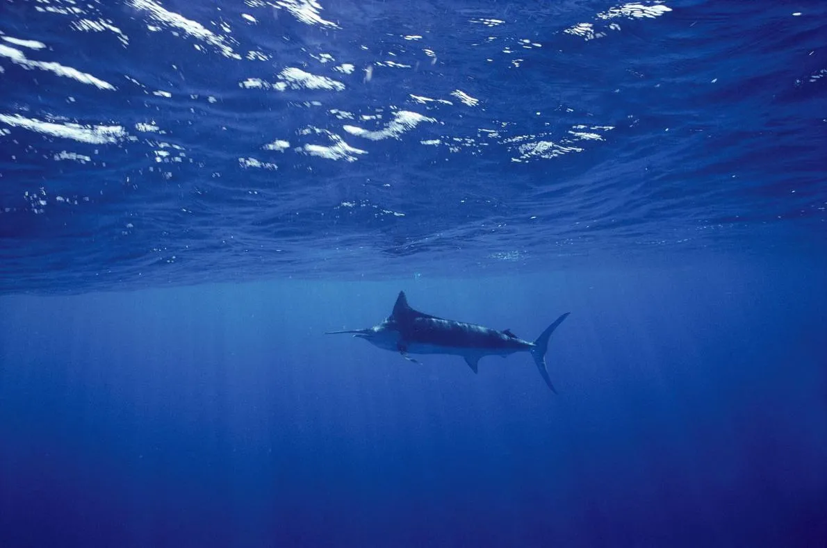 ocean_oxygen_NationalGeographic_1159792.adapt.1190.1.jpg