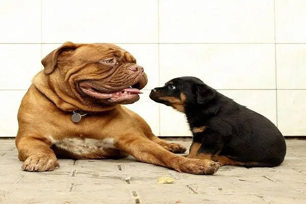 nature-white-home-puppy-dog-animal-705568-pxhere.com.jpg