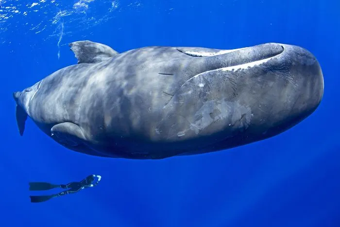 sperm-whales-sleep-franco-banfi-1-5968931cbc01f__700.jpg