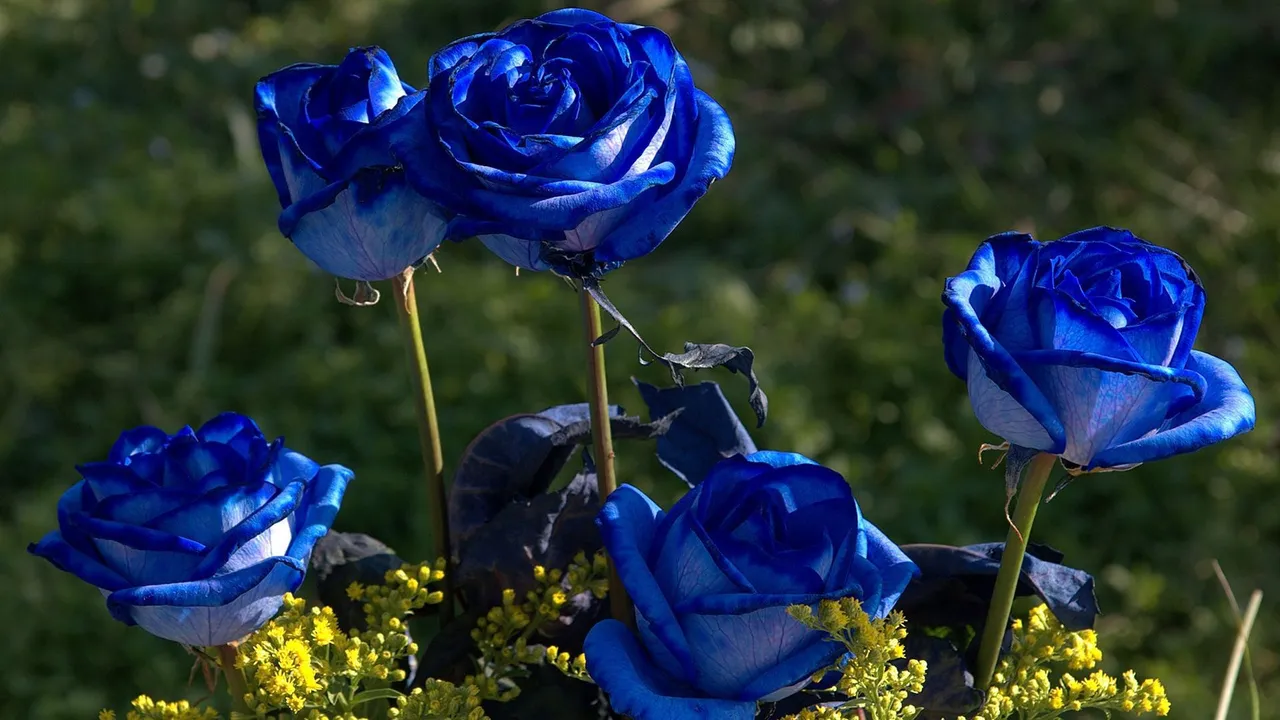 Nature-Flowers-Blue-roses-are-blooming-in-the-garden.jpg