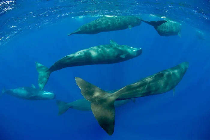 sperm-whales-sleep-franco-banfi-4-59689322e5dd4__700.jpg