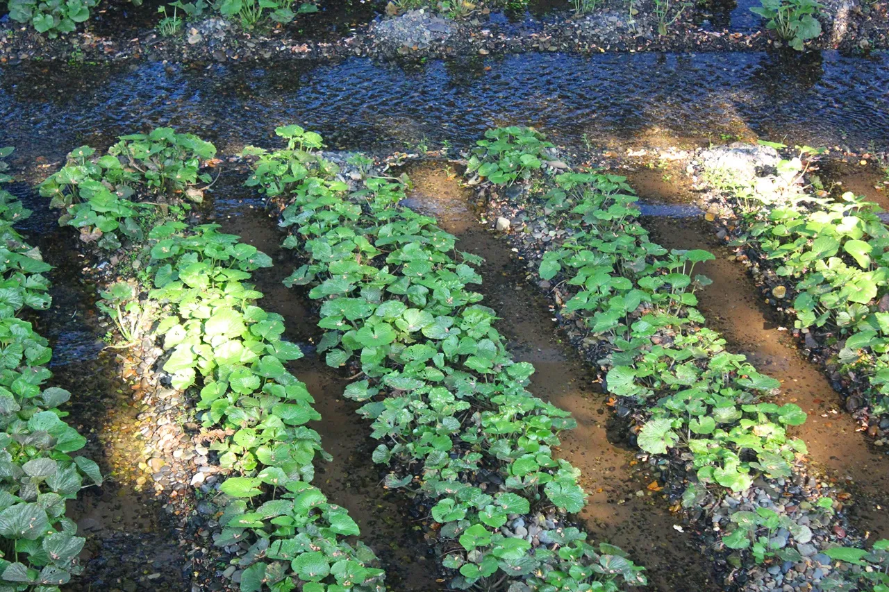 wasabi1.JPG