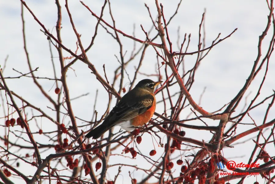 American Robin PFW0021.JPG