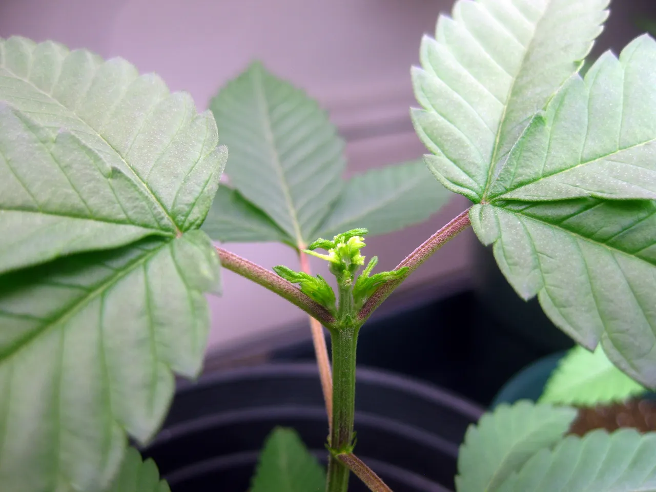 plants3.JPG